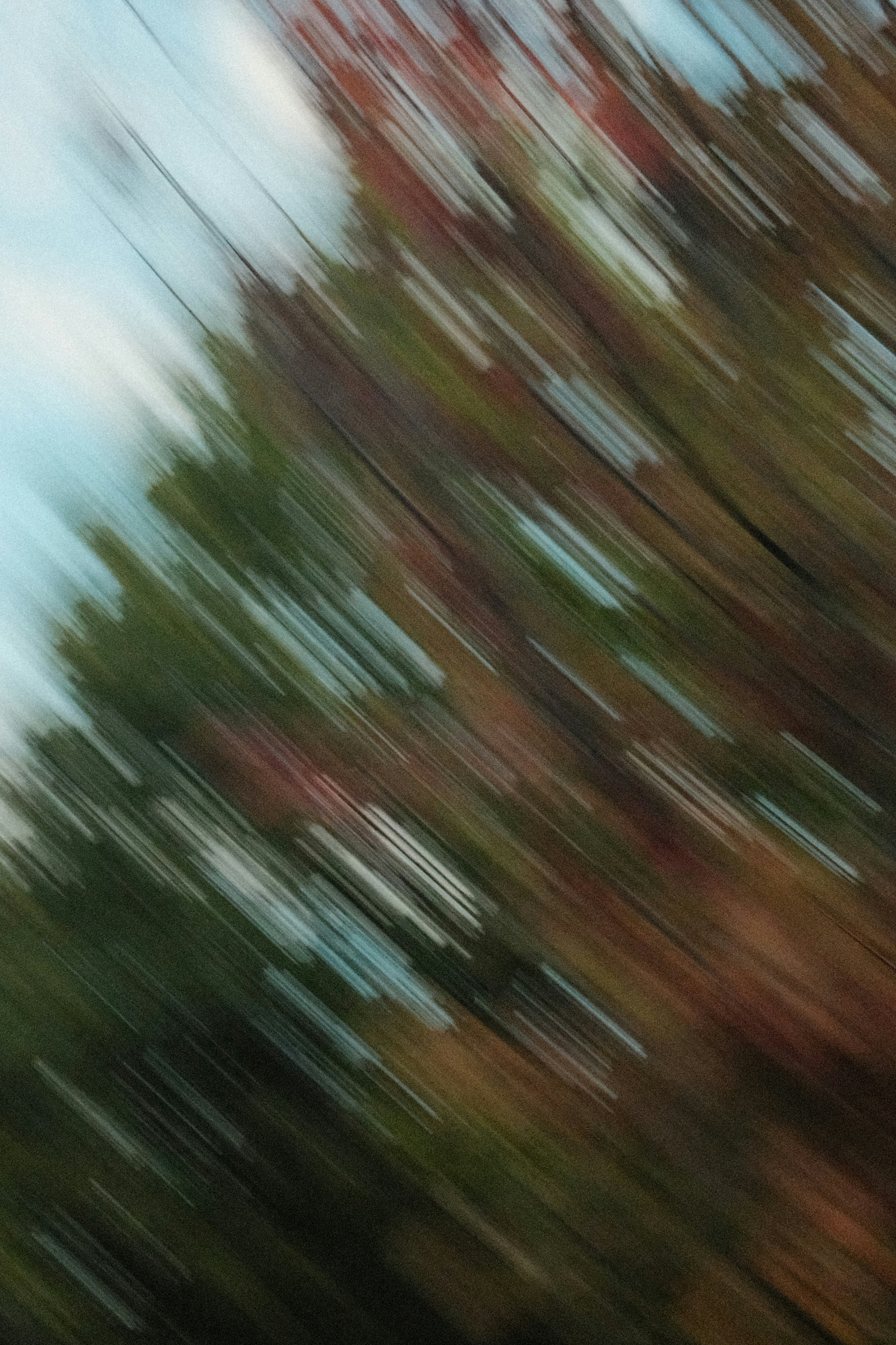 Feuillage en mouvement, image d'ambiance du projet d'acquisition locale